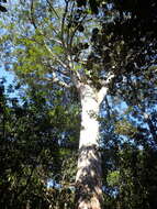 Image of Koghis Kauri