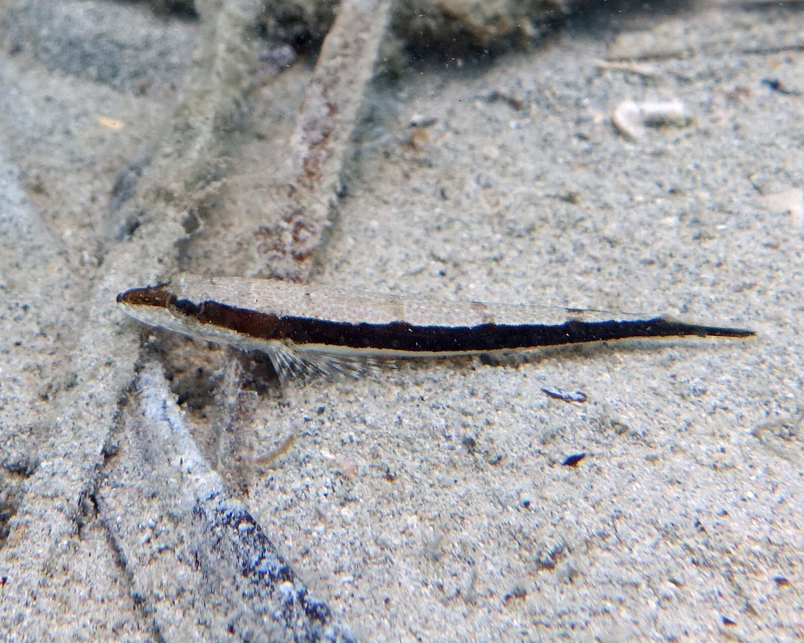 Image of Black flathead