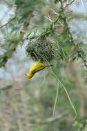 Image of African Golden Weaver