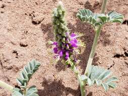 Image of woolly prairie clover