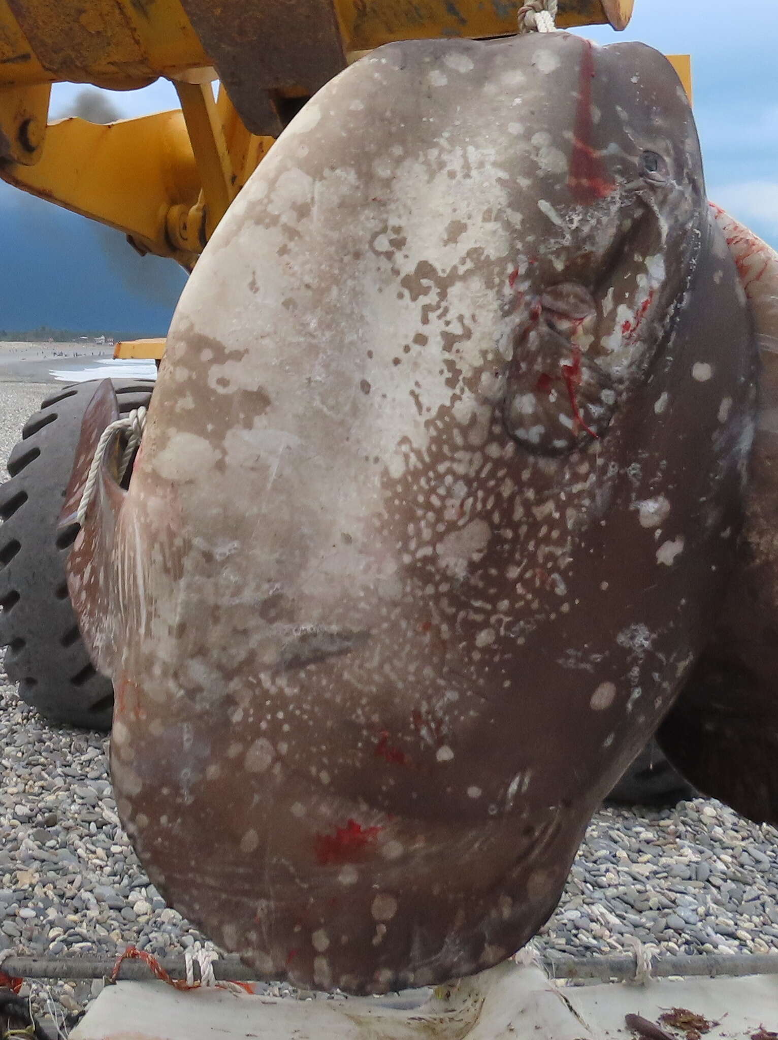 Image of Bumphead sunfish