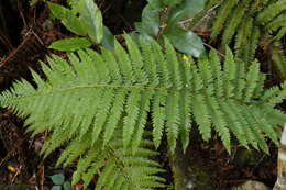 Imagem de Polystichum ammifolium (Desv.) C. Chr.