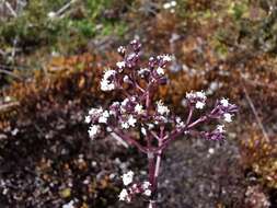 Image de Valeriana pilosa Ruiz & Pav.