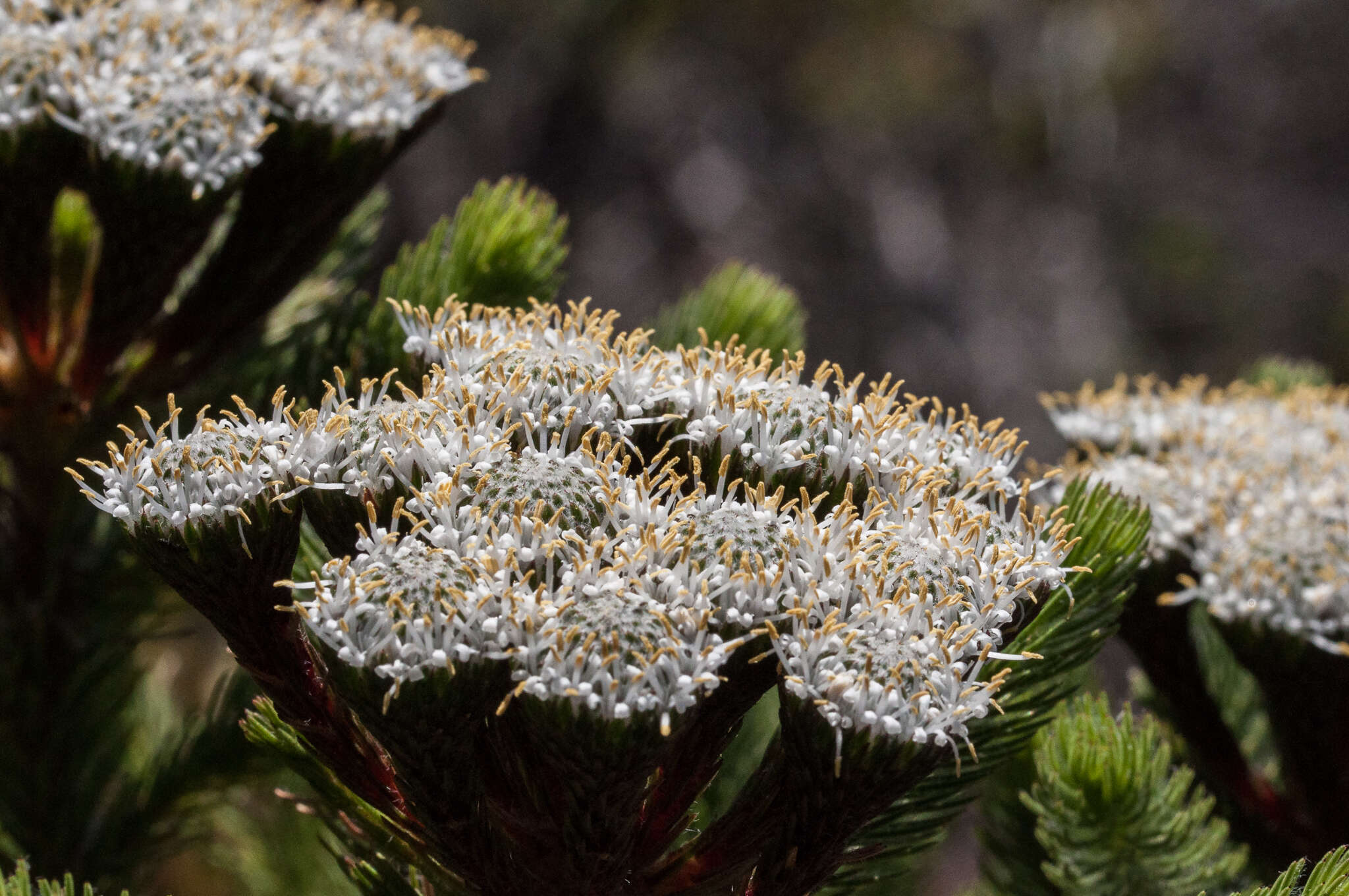 Image of Berzelia albiflora (E. Phillips) Class.-Bockh. & E. G. H. Oliv.