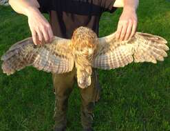 Image of Tawny Owl