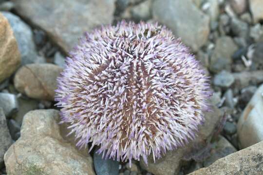 Image of Edible sea urchin