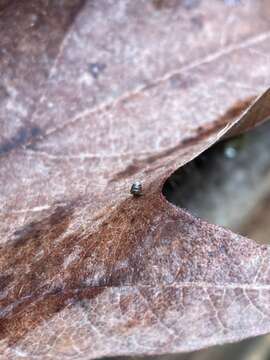 صورة Columella edentula (Draparnaud 1805)