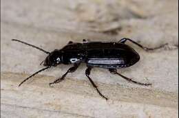 Image of Pterostichus (Bothriopterus) adstrictus Eschscholtz 1823