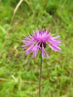 Image of Centaurea nigra subsp. endressii (Dostál) Arnelas & Devesa