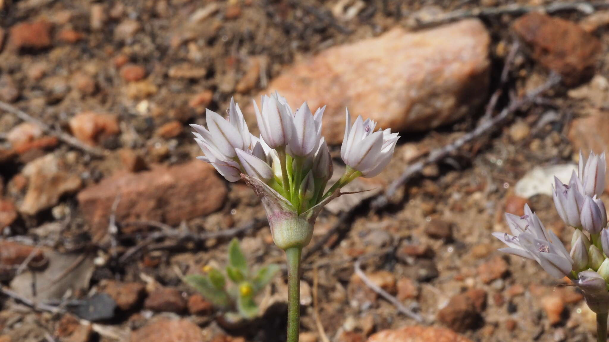 Allium parryi S. Watson的圖片