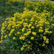 Слика од Sisymbrium austriacum Jacq.