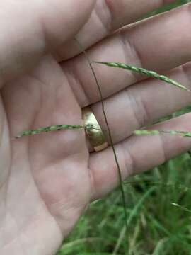 Image of perennial cupgrass