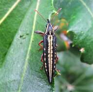 Image of Rhinotia lineata Zimmerman 1994