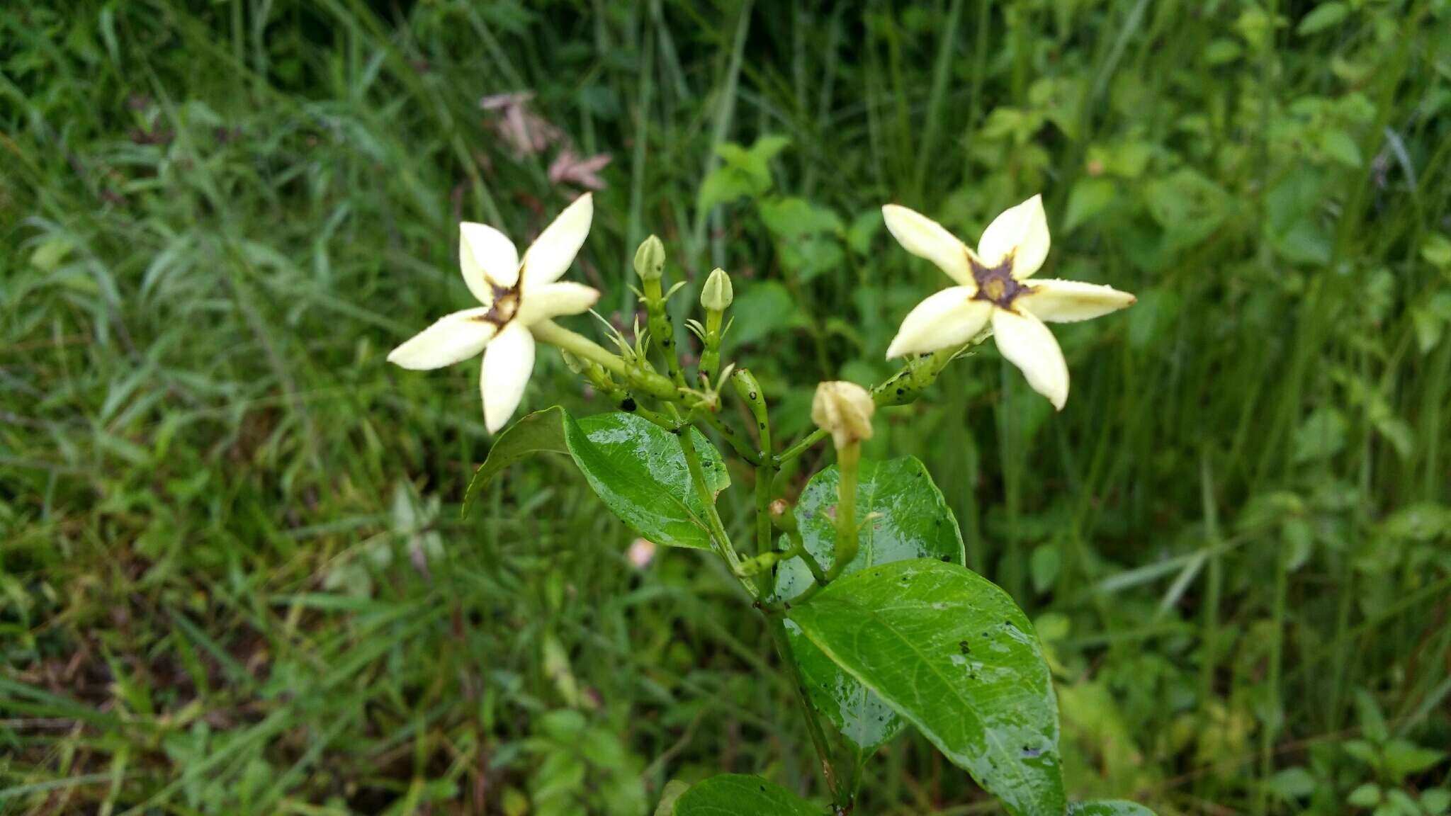 صورة Mussaenda arcuata Poir.