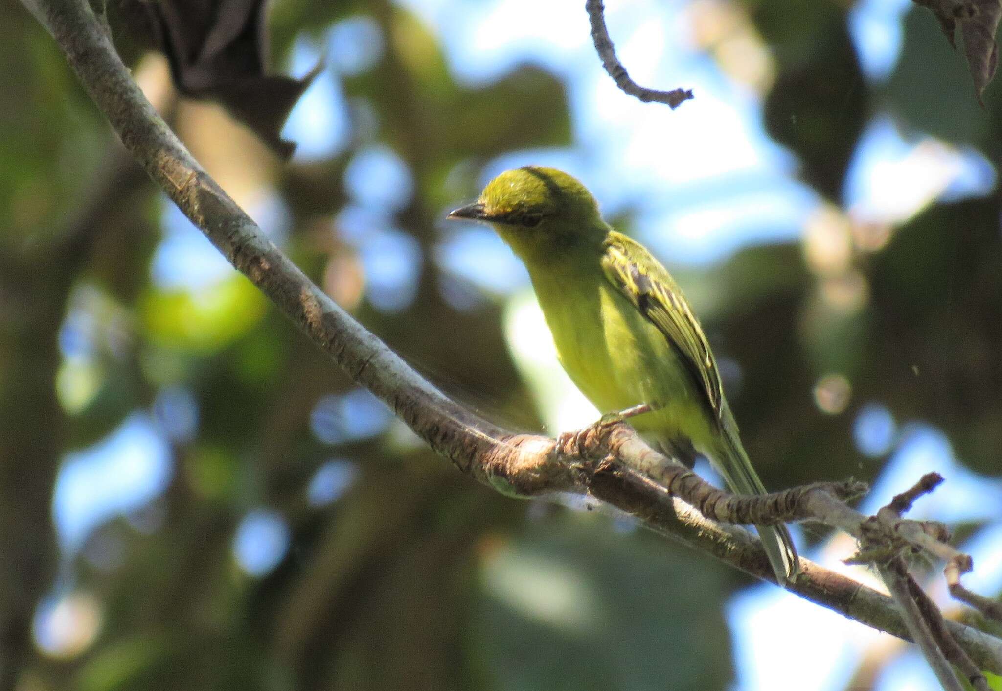 Image of Ochre-lored Flatbill