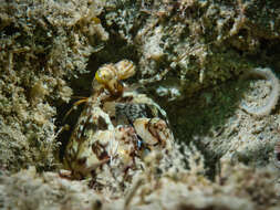 Image of pseudosquillid mantis shrimps