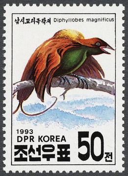 Image of Magnificent Bird-of-paradise