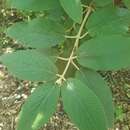 Image de Viburnum rhytidophylloides Suringar