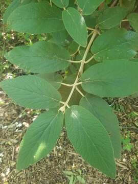 Image of viburnum