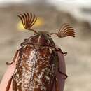 Image of Variegated June Beetle