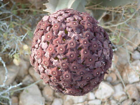 Image of Ceropegia retrospiciens (Ehrenb.) Bruyns