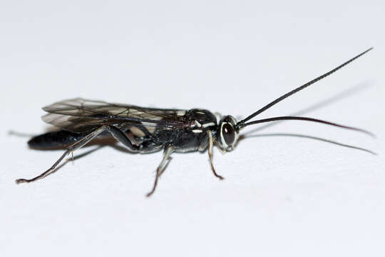 Image of Coelichneumon azotus (Cresson 1864)