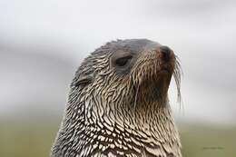 Image of Antarctic Fur Seal