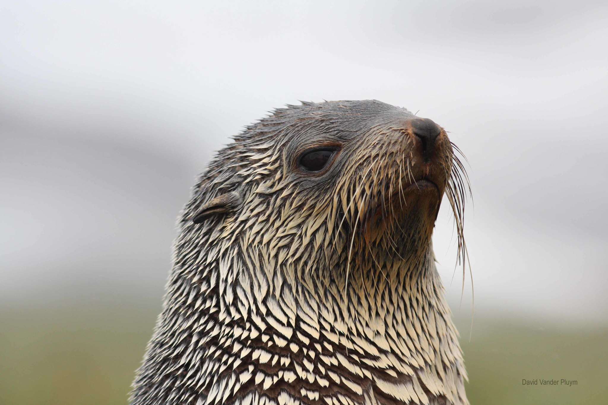 Image of Antarctic Fur Seal