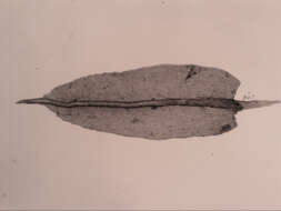 Image of Leptotheca gaudichaudii Schwaegrichen 1824