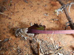 Image of Strumaria unguiculata (W. F. Barker) Snijman