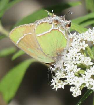 Image of Callophrys xami xami