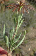 Image de Dimorphotheca zeyheri Sond.