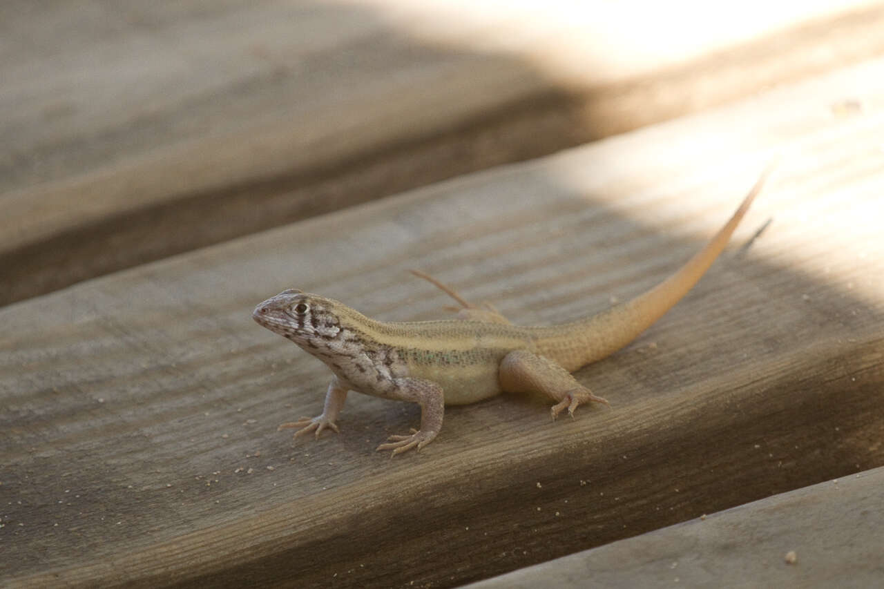 Image of Barahona curlytail lizard