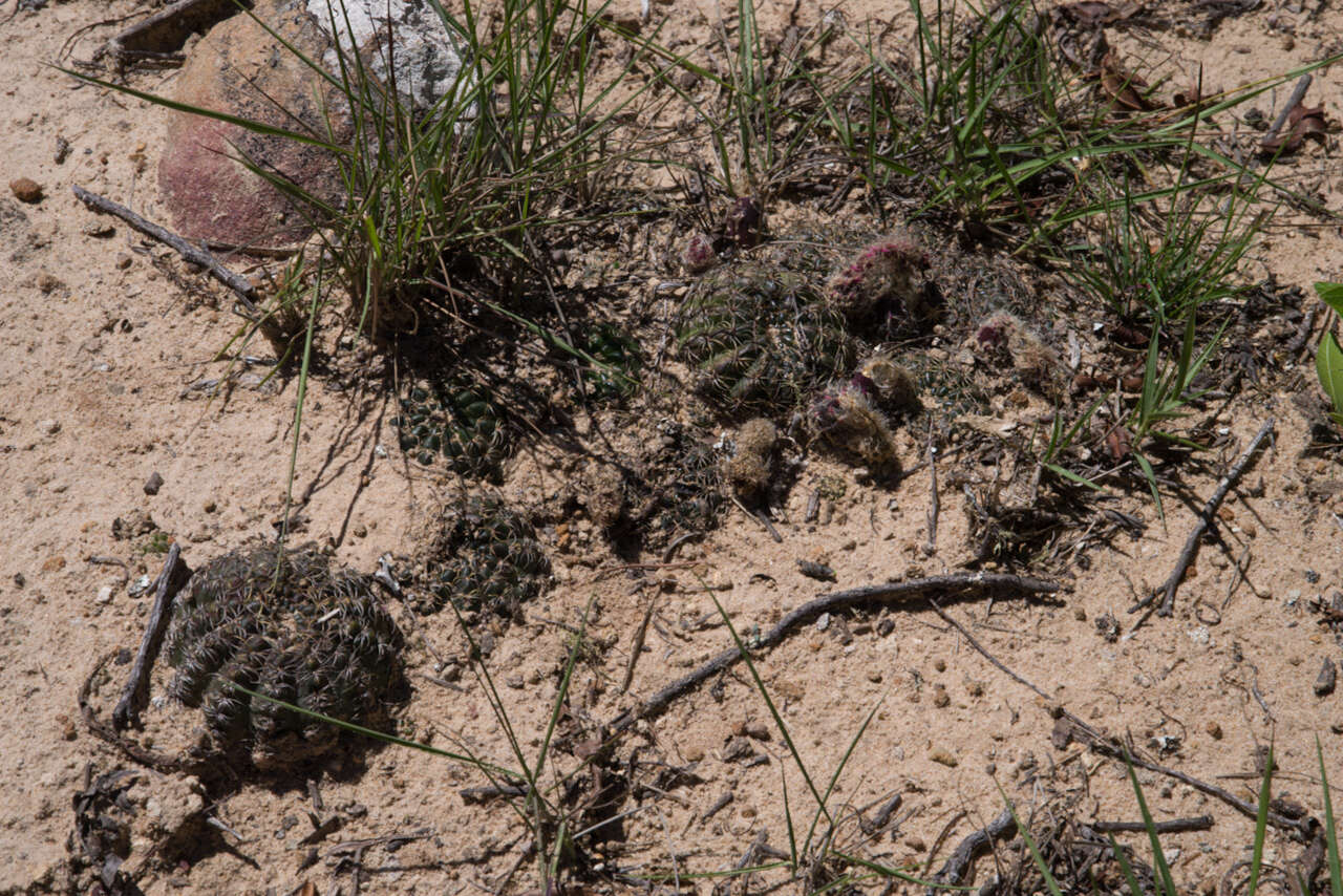 Image of Echinopsis arachnacantha (Buining & F. Ritter) H. Friedrich