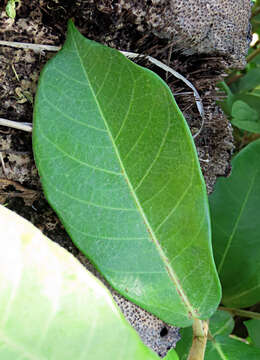 Image of brown-woolly fig