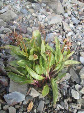 Image of Olympic Mountain ragwort