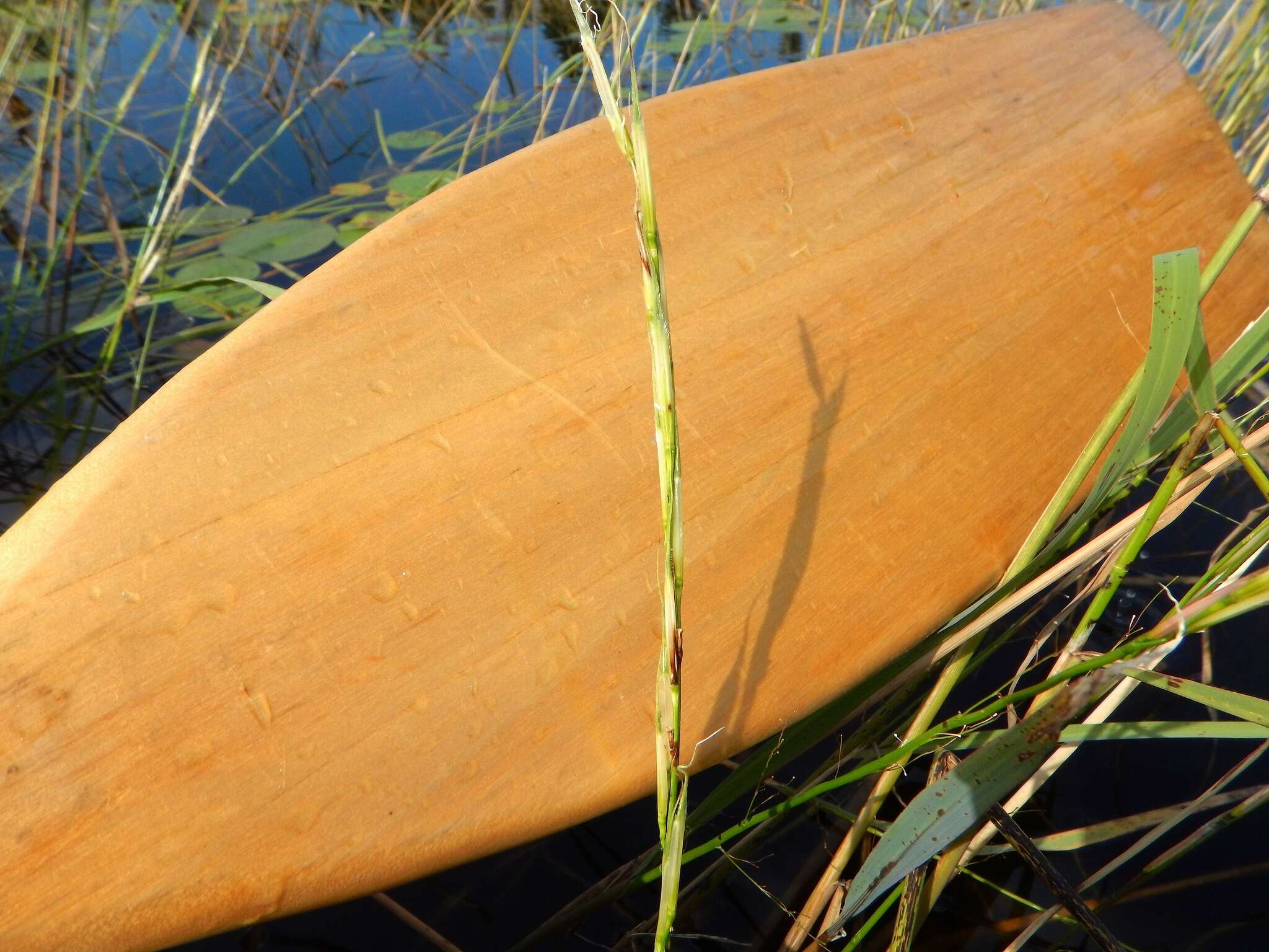 Image of Northern Wild Rice