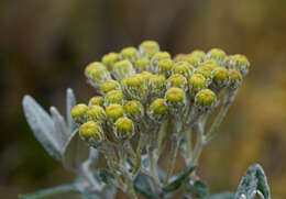 Image of Monticalia andicola (Turcz.) C. Jeffrey