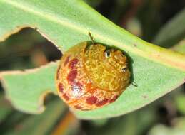 Imagem de <i>Paropsis obsoleta</i>