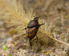 Слика од Onthophagus (Palaeonthophagus) lemur (Fabricius 1781)