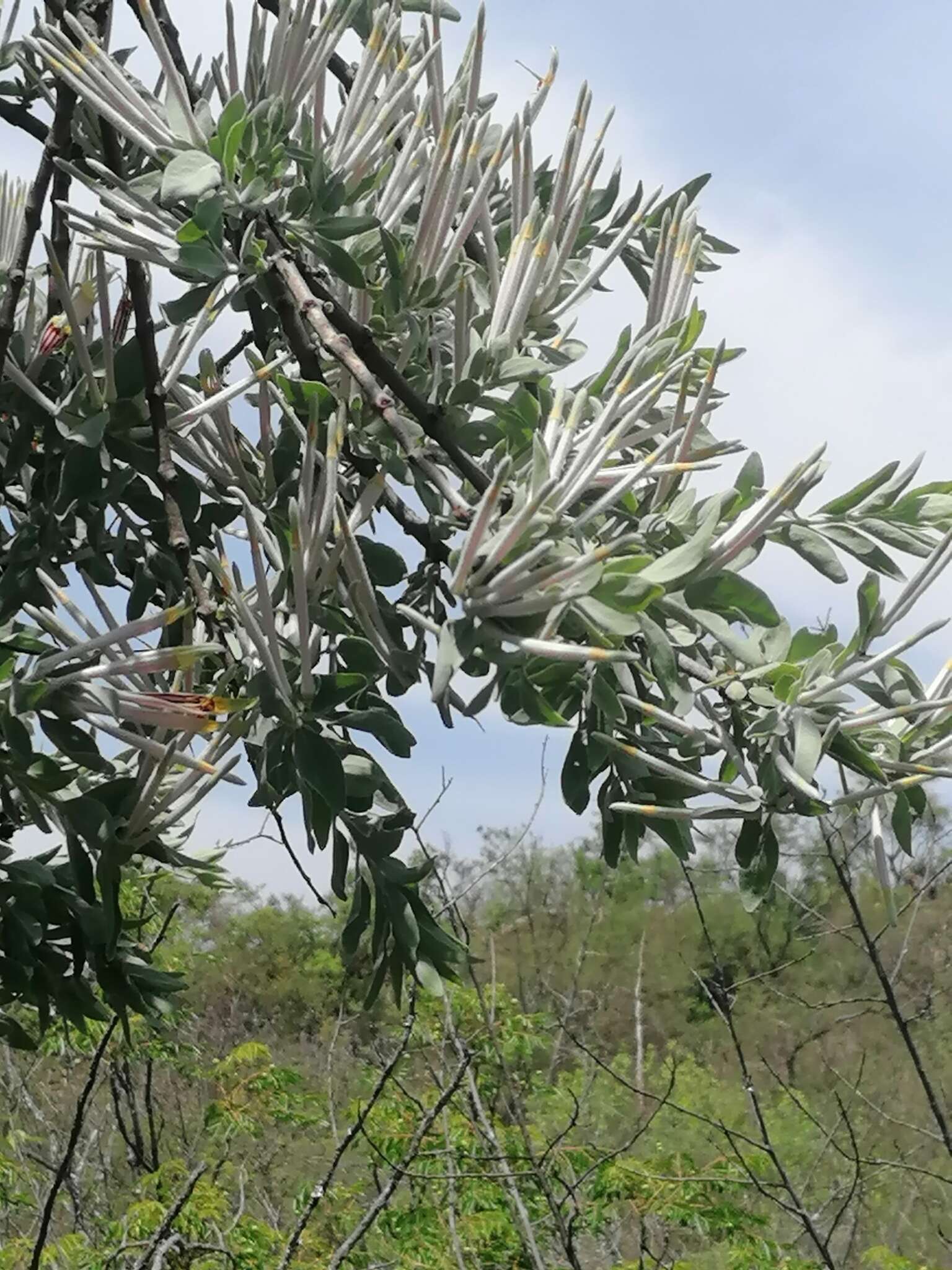 Sivun Agelanthus natalitius (Meissn.) R. M. Polhill & D. Wiens kuva