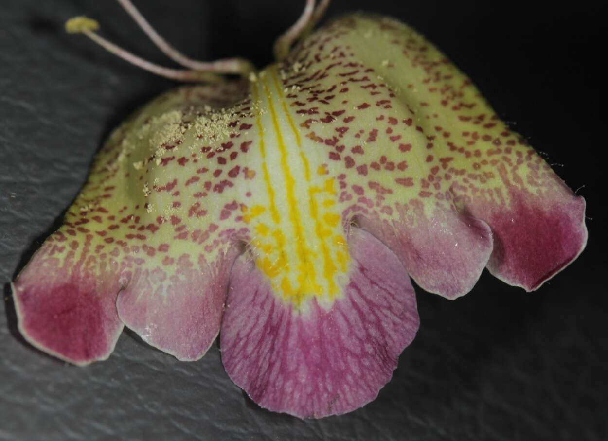 Image of sanddune unicorn-plant