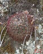 Image of Mammillaria rhodantha subsp. fera-rubra (F. Schmoll ex R. T. Craig) D. R. Hunt