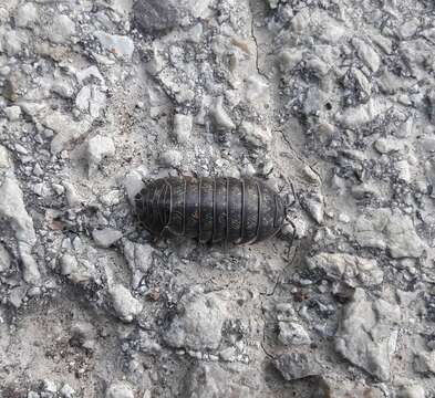 Image of Armadillidium opacum (Koch 1841)