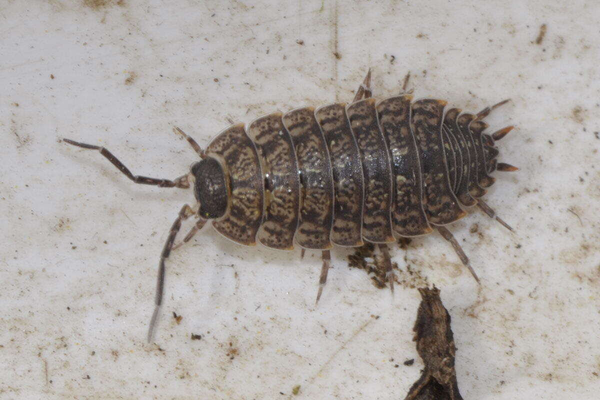 Image of Porcellio monticola Lereboullet 1853