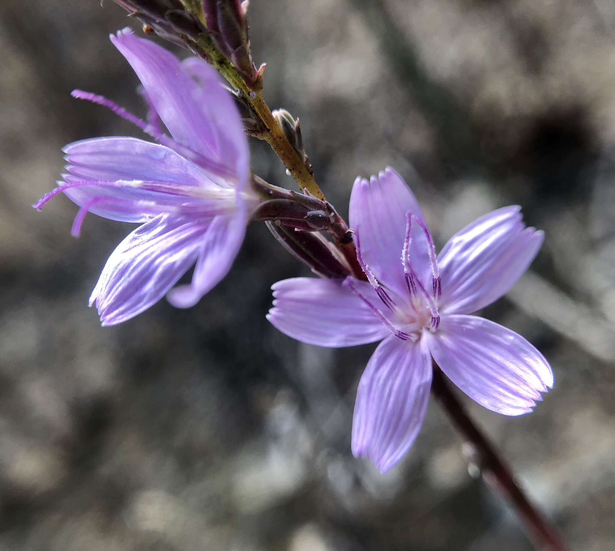 صورة Stephanomeria virgata subsp. pleurocarpa (Greene) Gottlieb