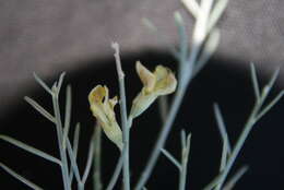 Image of Calobota linearifolia