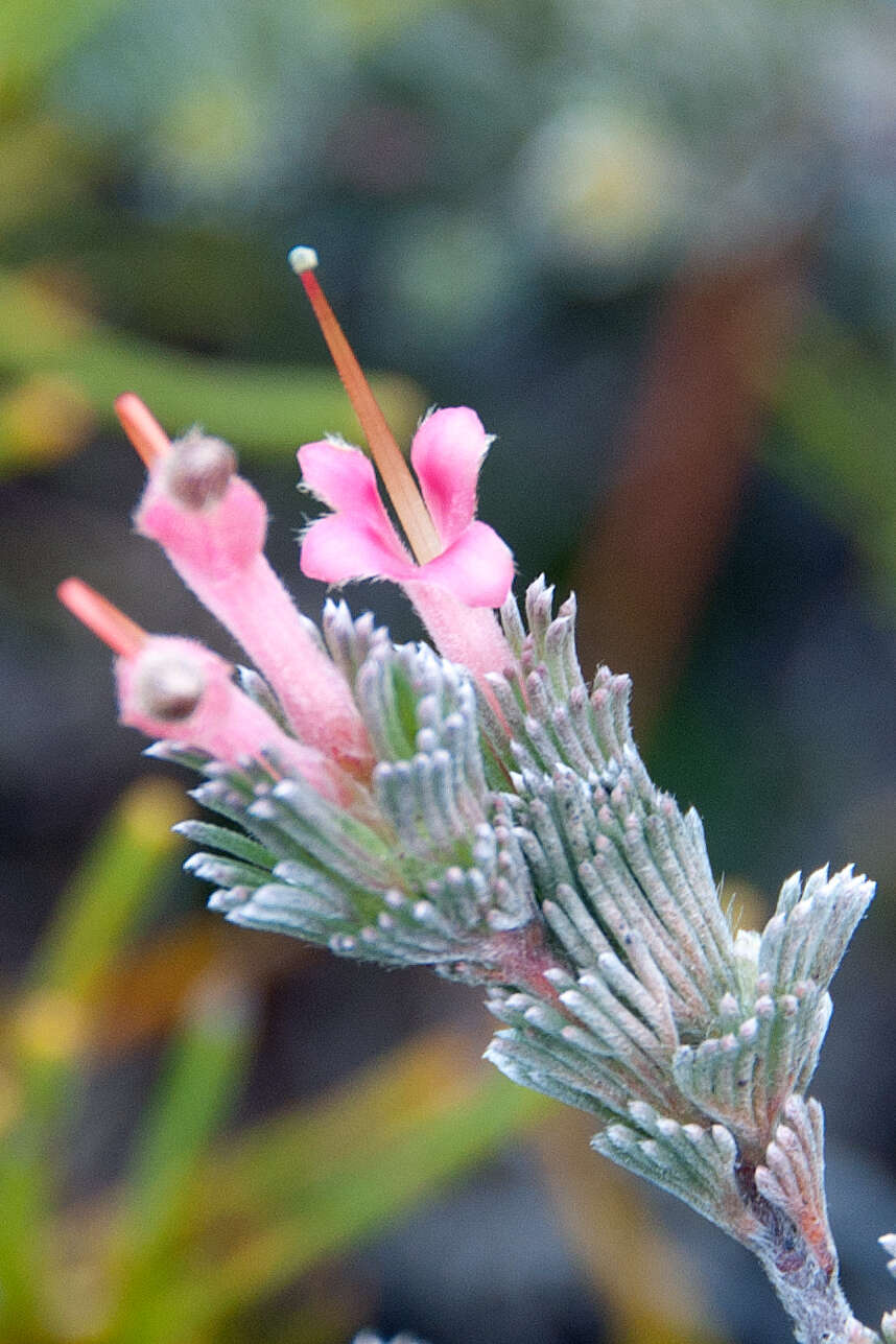 Image de Adenanthos macropodianus E. C. Nelson