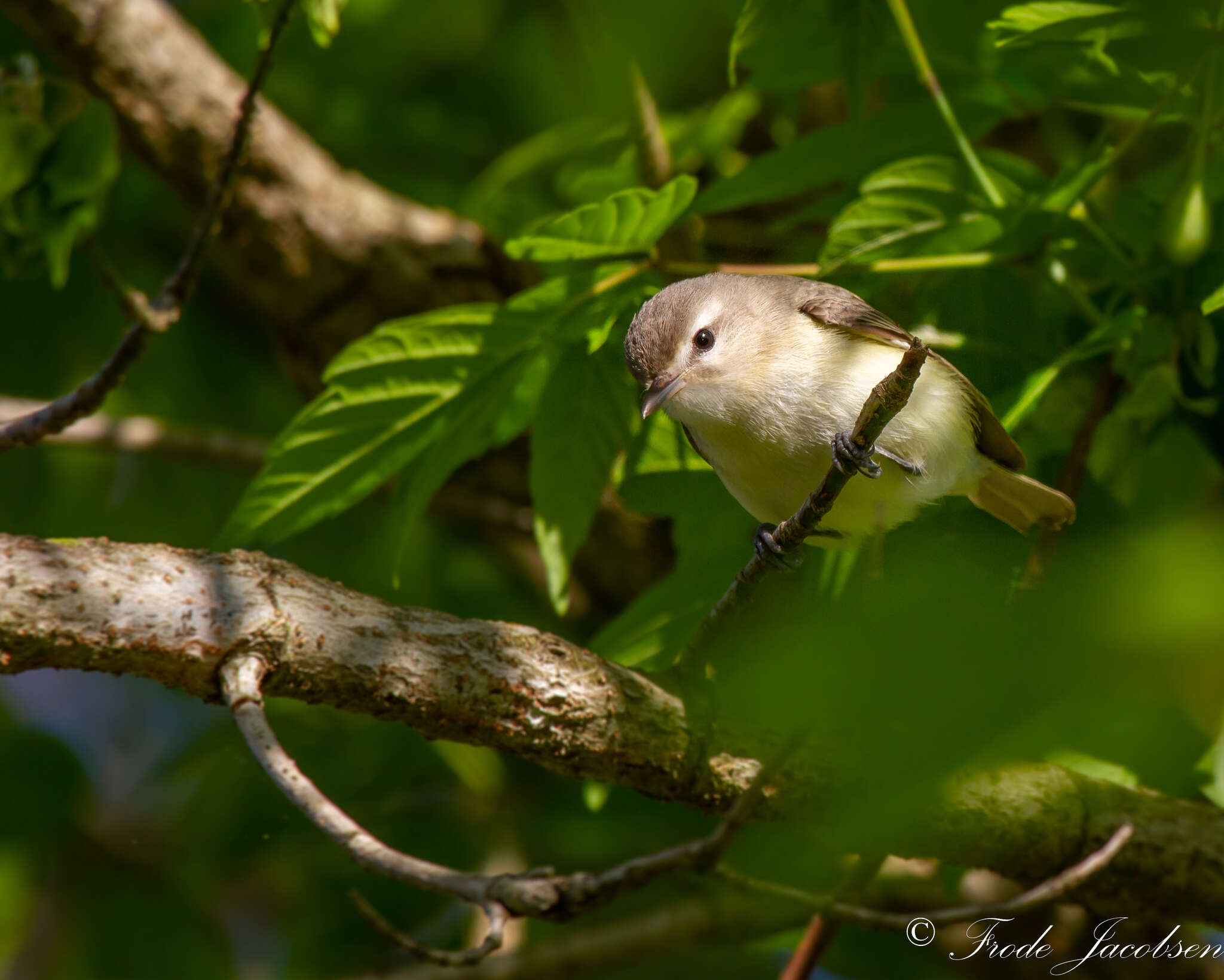 Image of Vireo gilvus gilvus (Vieillot 1808)