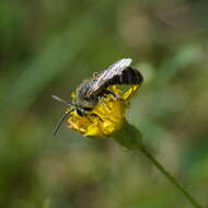 Plancia ëd Lasioglossum leucozonium (Schrank 1781)